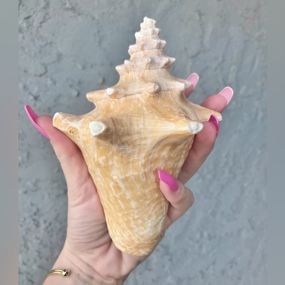 Pink Queen Conch Shell 🐚💗 - Picture 6 of 8